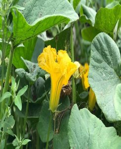 Eine große gelbe Zucchini-Blüte. Drum herum grüne Blätter.